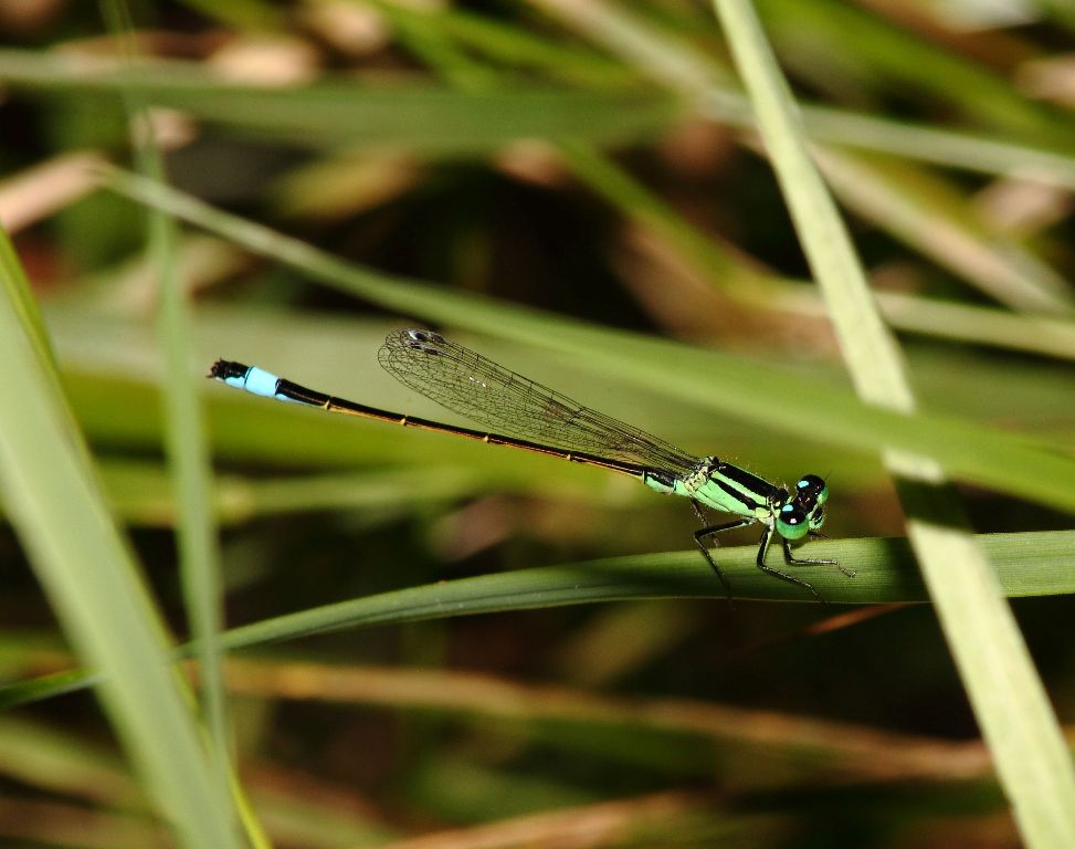 identificazione Ischnura  ? 2